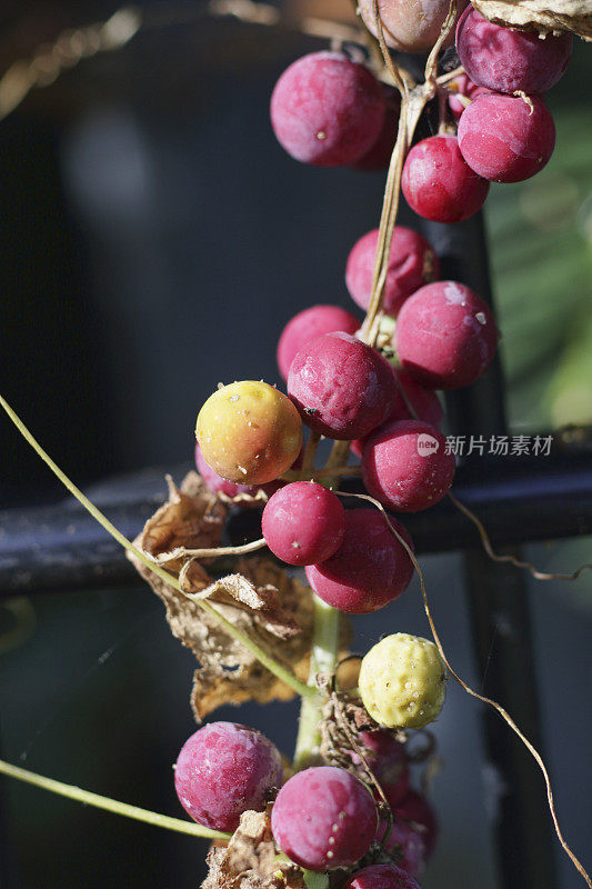 白色bryony Bryonia dioica红色浆果和黄色